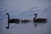 geese-2009