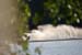 waterski